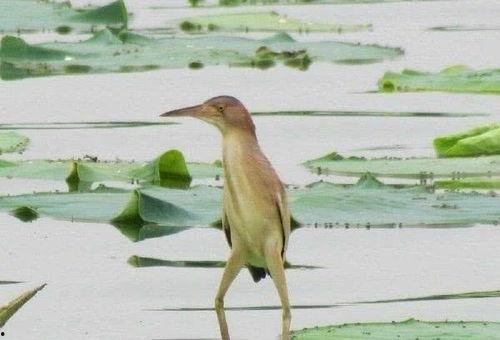 吃瓜群众嵊州烧鸟,舌尖上的美味诱惑，吃瓜群众的热议焦点