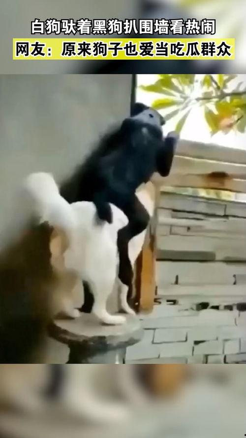 狗子成了吃瓜群众的小说,从宠物到吃瓜群众的逆袭之路