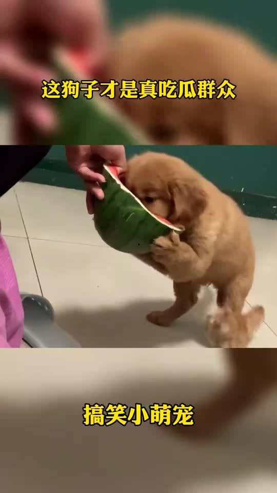 狗子成了吃瓜群众的小说,从宠物到吃瓜群众的逆袭之路