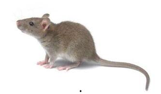 黑皮耗子 (吃瓜群众),揭秘吃瓜群众的独特视角与趣味生活