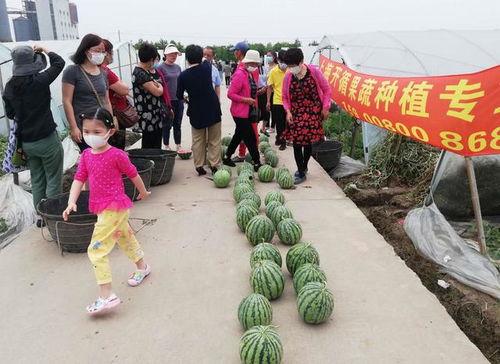夏天吃瓜群众视频,吃瓜群众欢乐多