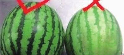 吃瓜群众黄小瓜,揭秘吃瓜群众的趣味生活