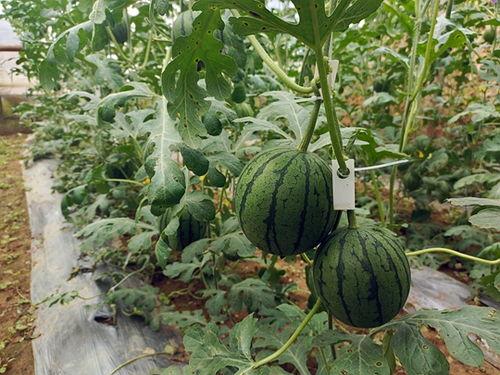 吃瓜群众黄小瓜,揭秘吃瓜群众的趣味生活