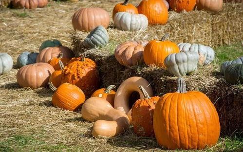 爱美食的吃瓜群众是谁,探寻美食界的神秘美食家